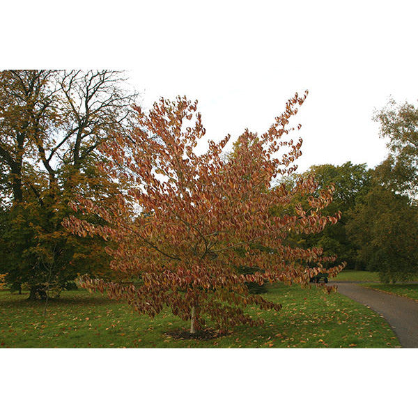 Cornus controversa