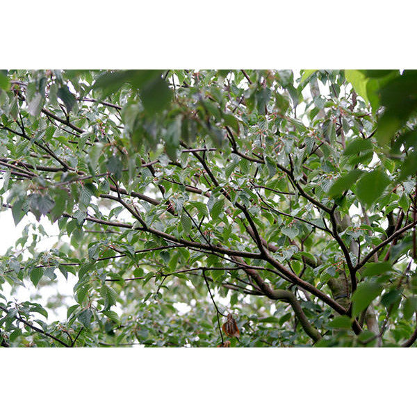 Cornus controversa