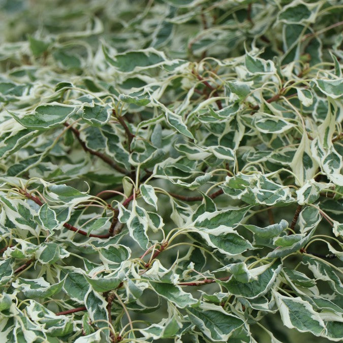 Cornus controversa 'Variegata'