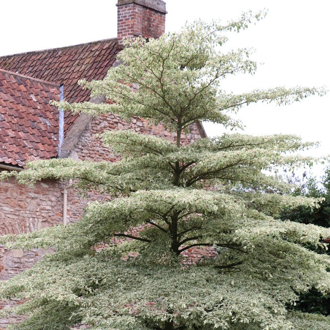 Cornus controversa 'Variegata'