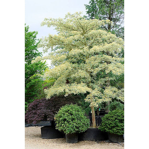 Cornus controversa 'Variegata'