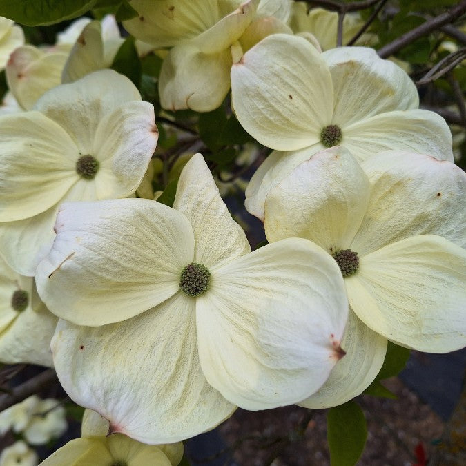 Cornus 'Eddie's White Wonder'