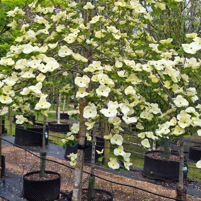 Cornus 'Eddie's White Wonder'
