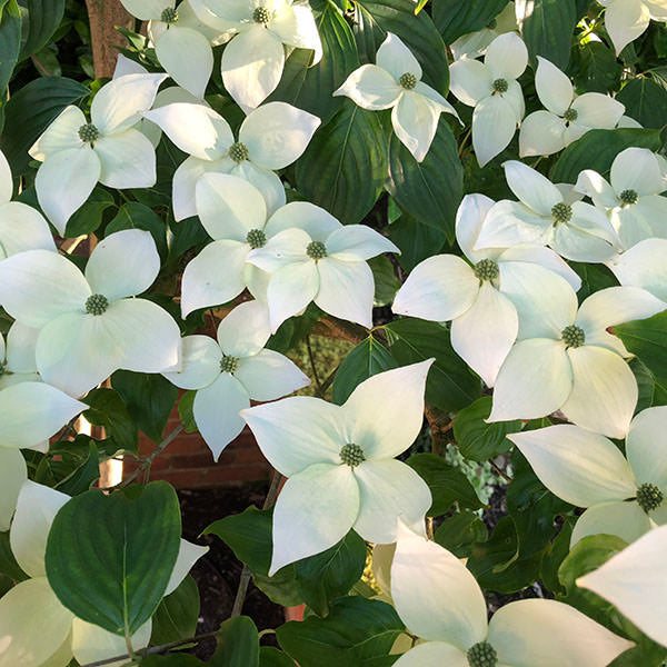 Cornus kousa