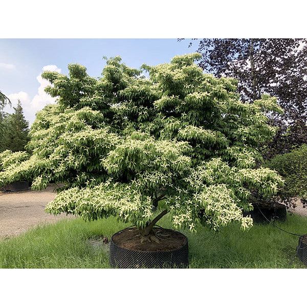 Cornus kousa