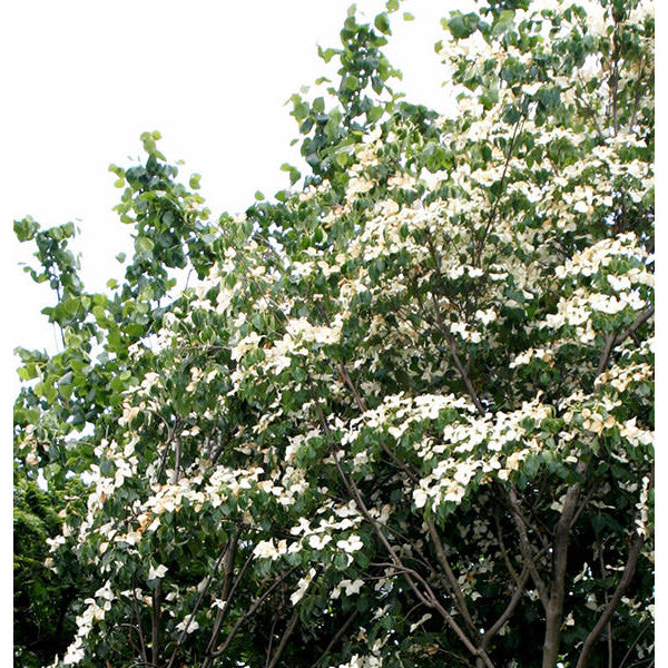 Cornus kousa