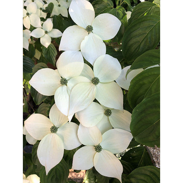 Cornus kousa