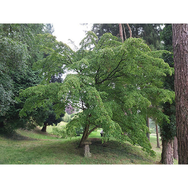 Cornus kousa