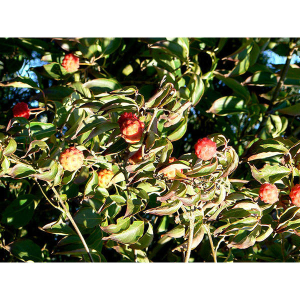 Cornus kousa