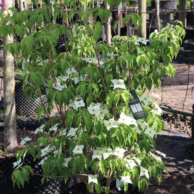 Cornus kousa 'Milky Way'