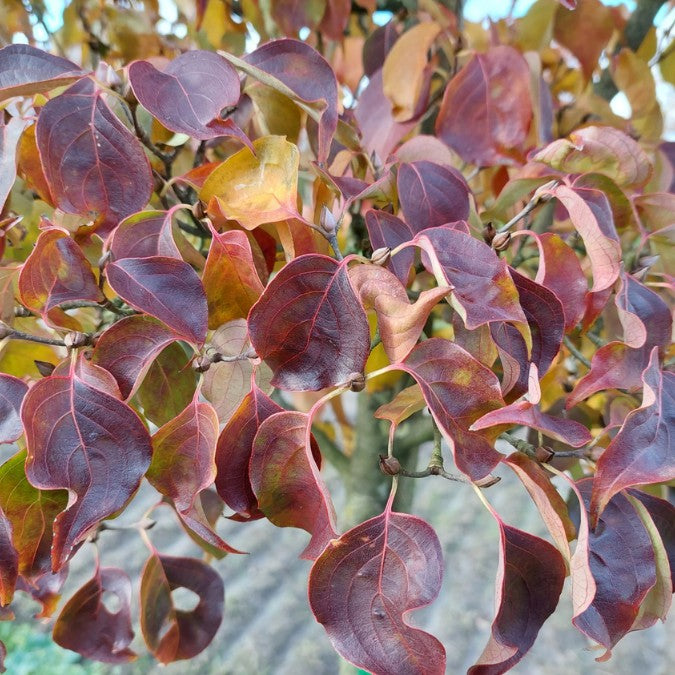 Cornus kousa 'Milky Way'