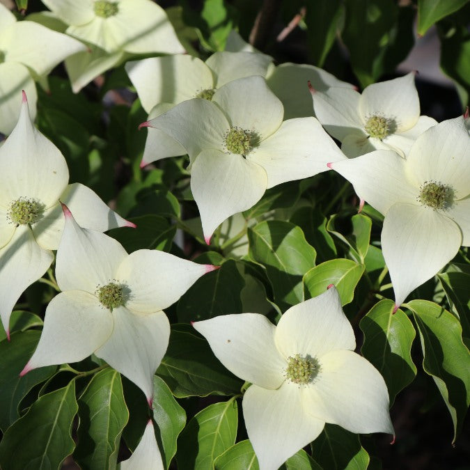 Cornus kousa 'Milky Way'