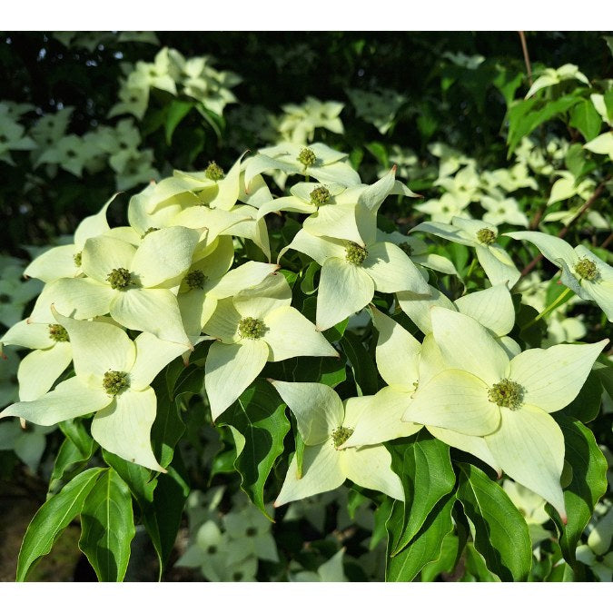 Cornus kousa 'Milky Way'