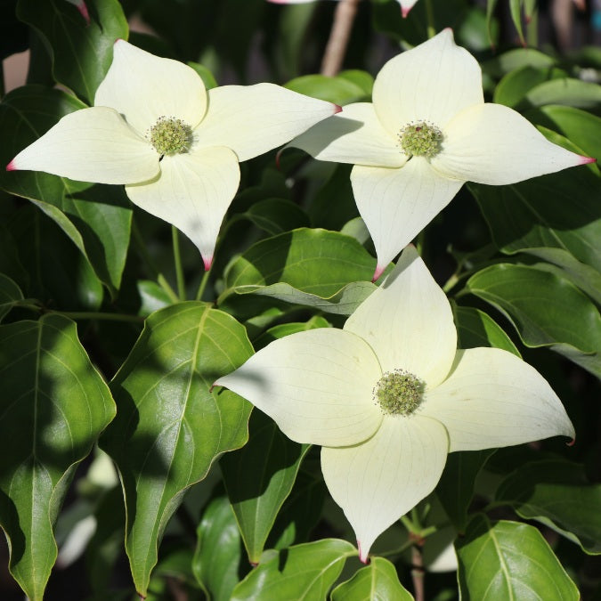 Cornus kousa 'Milky Way'