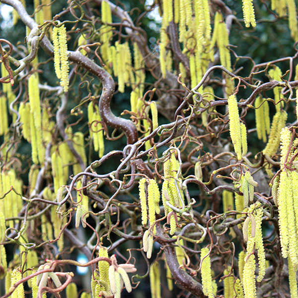 Corylus avellana 'Contorta'