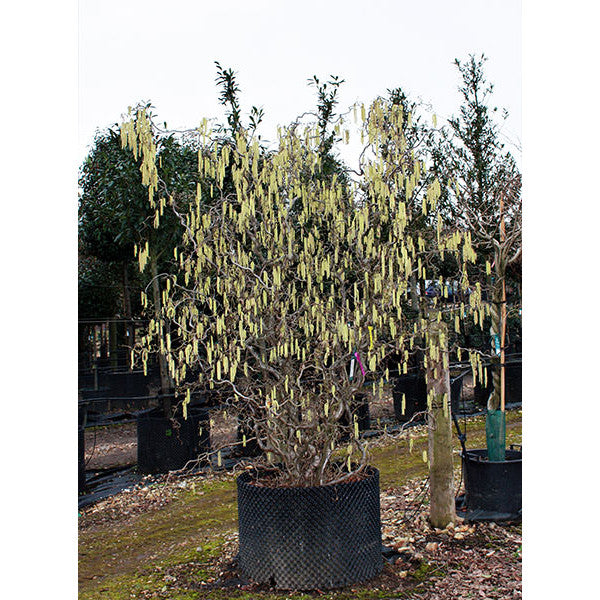 Corylus avellana 'Contorta'