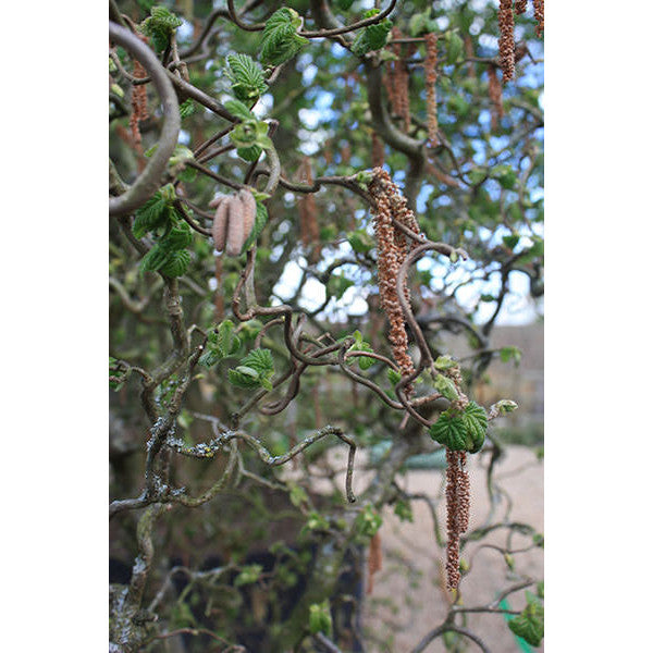 Corylus avellana 'Contorta'