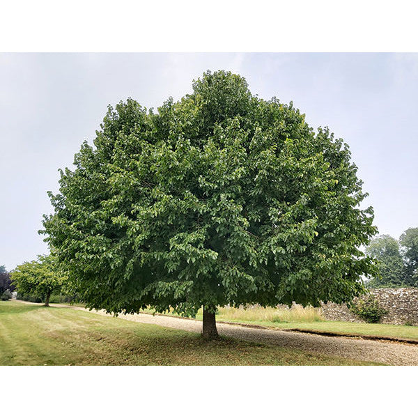 Corylus colurna
