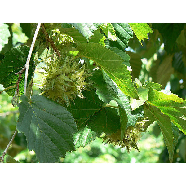 Corylus colurna