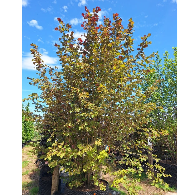 Corylus × colurnoides