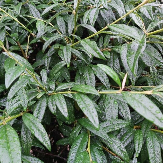 Cotoneaster 'Cornubia'