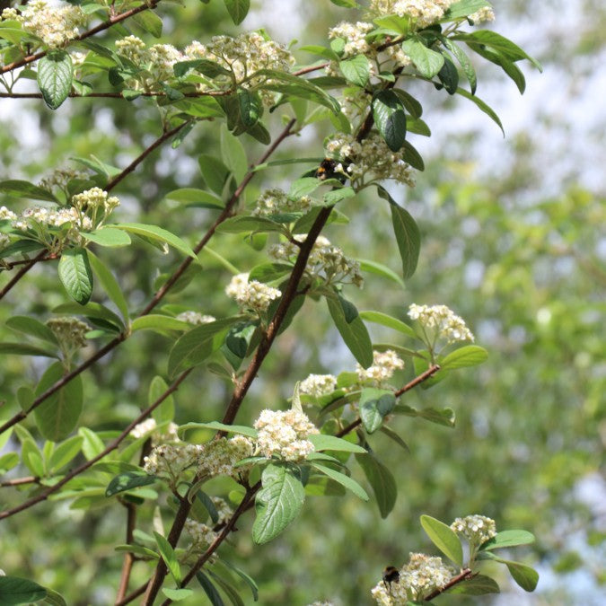 Cotoneaster 'Cornubia'