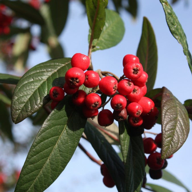 Cotoneaster 'Cornubia'