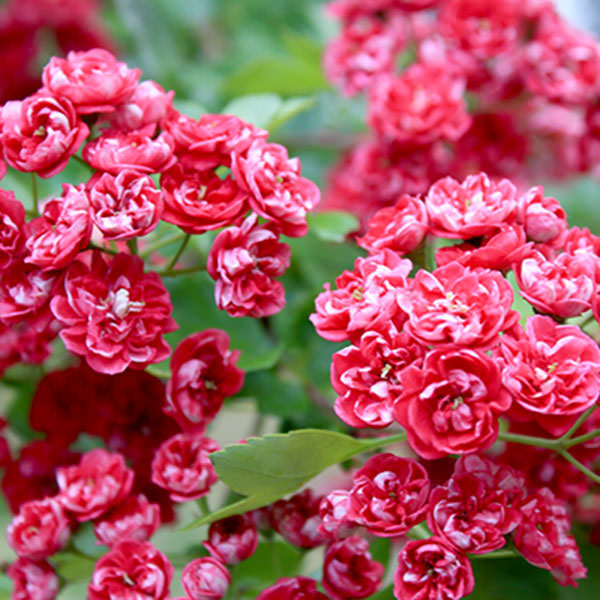 Crataegus laevigata 'Paul's Scarlet