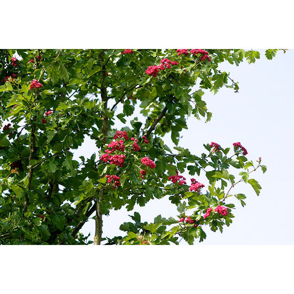 Crataegus laevigata 'Paul's Scarlet