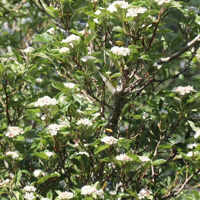 Crataegus x lavalleei 'Carrierei'