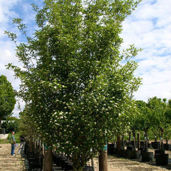Crataegus x lavalleei 'Carrierei'