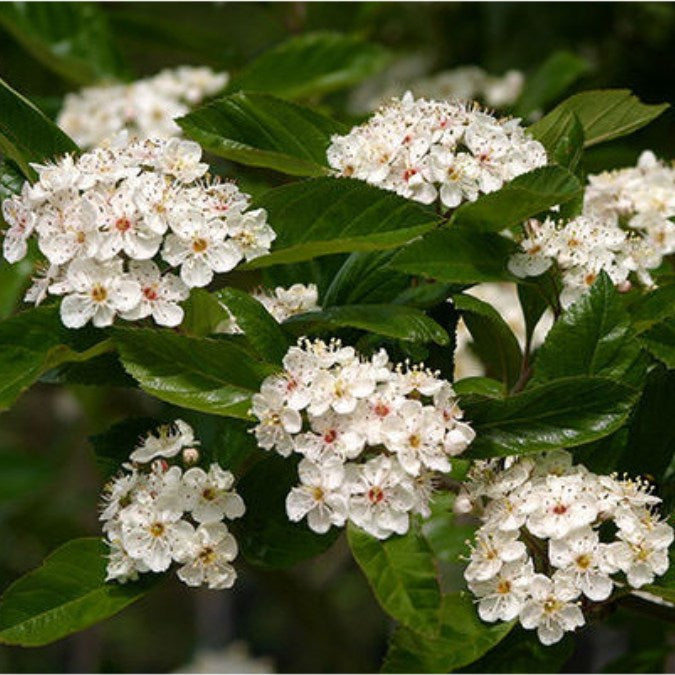 Crataegus x lavalleei 'Carrierei'