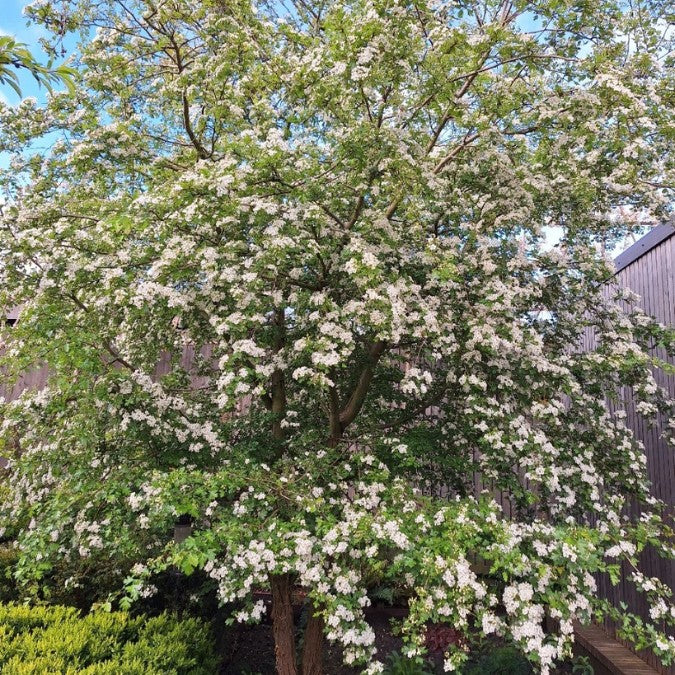 Crataegus monogyna