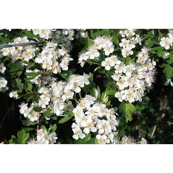 Crataegus monogyna