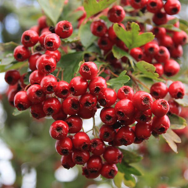 Crataegus monogyna