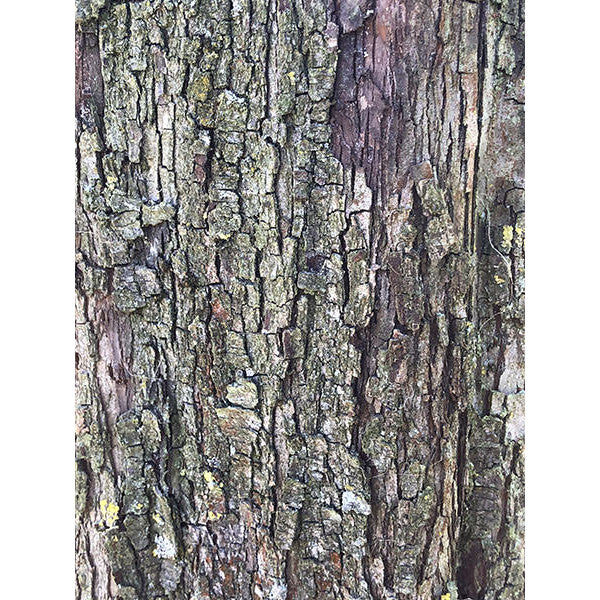Crataegus monogyna