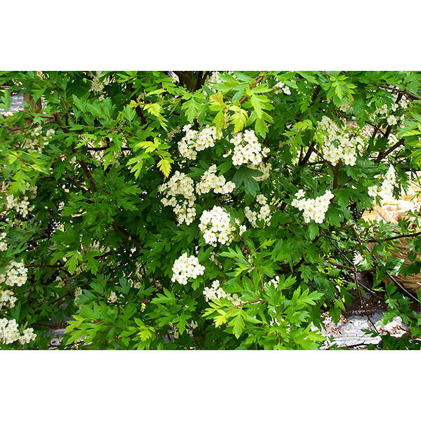 Crataegus monogyna