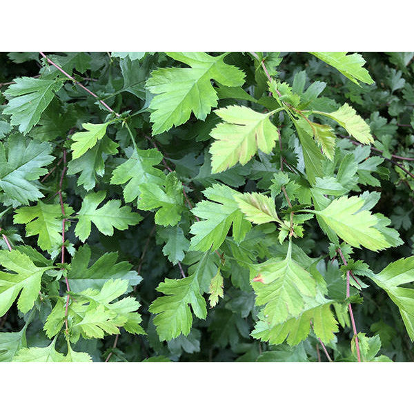 Crataegus monogyna