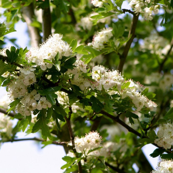 Crataegus monogyna 'Stricta'