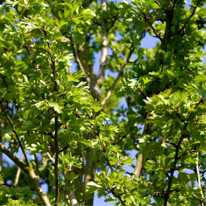 Crataegus monogyna 'Stricta'