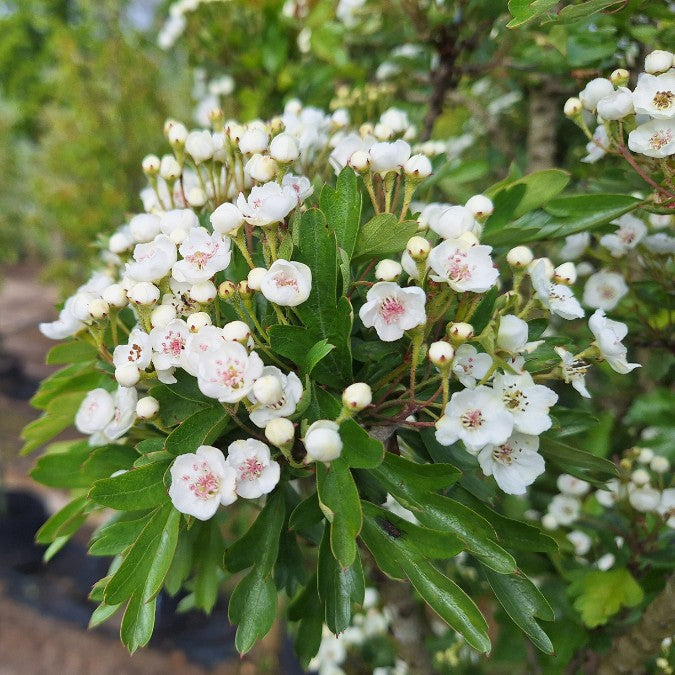 Crataegus monogyna 'Stricta'