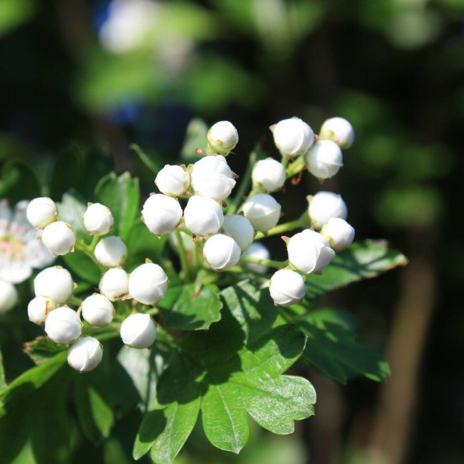 Crataegus monogyna 'Stricta'