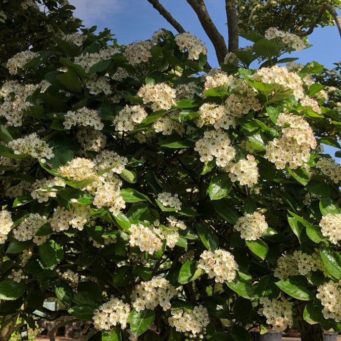 Crataegus x persimilis 'Prunifolia Splendens'