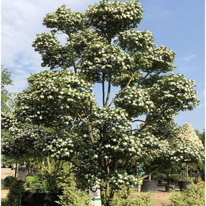Crataegus x persimilis 'Prunifolia Splendens'