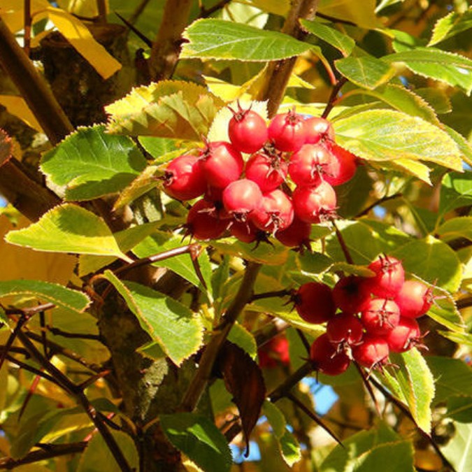 Crataegus x persimilis 'Prunifolia Splendens'