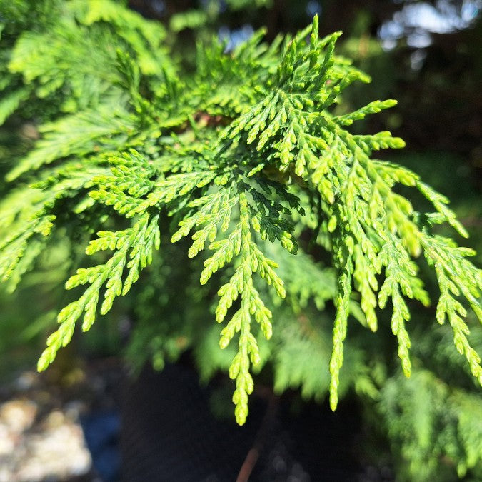 Cupressocyparis leylandii