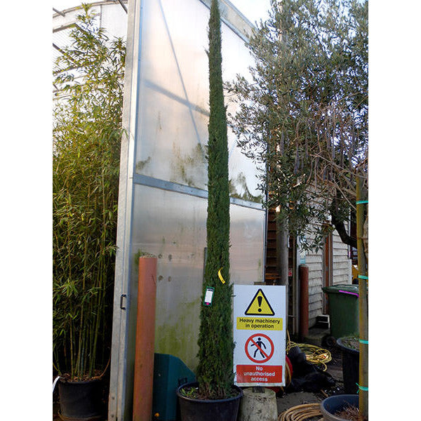 Cupressus sempervirens Stricta Group