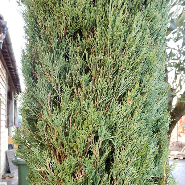 Cupressus sempervirens Stricta Group
