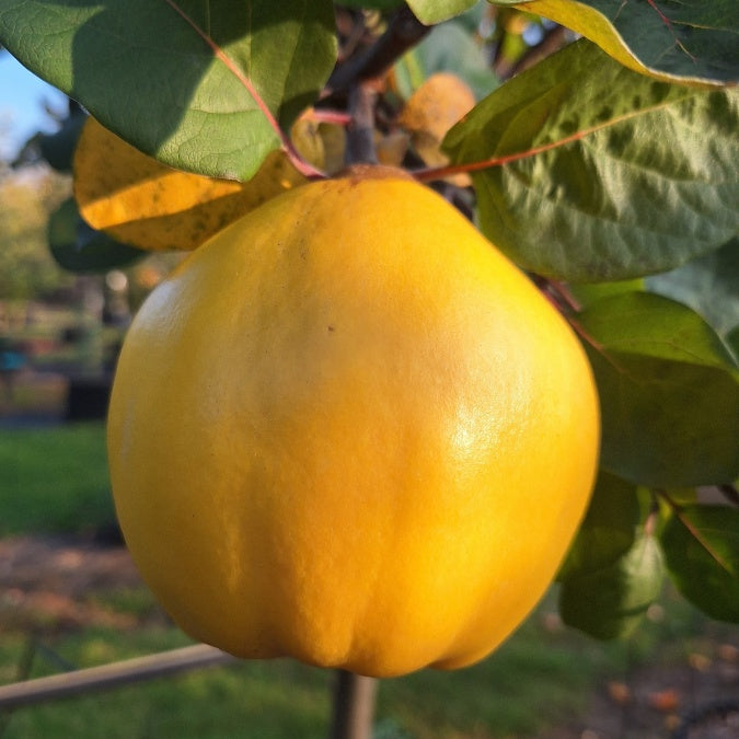 Cydonia oblonga 'Lescovac'