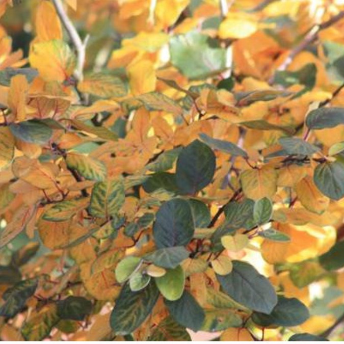Cydonia oblonga 'Lescovacka'